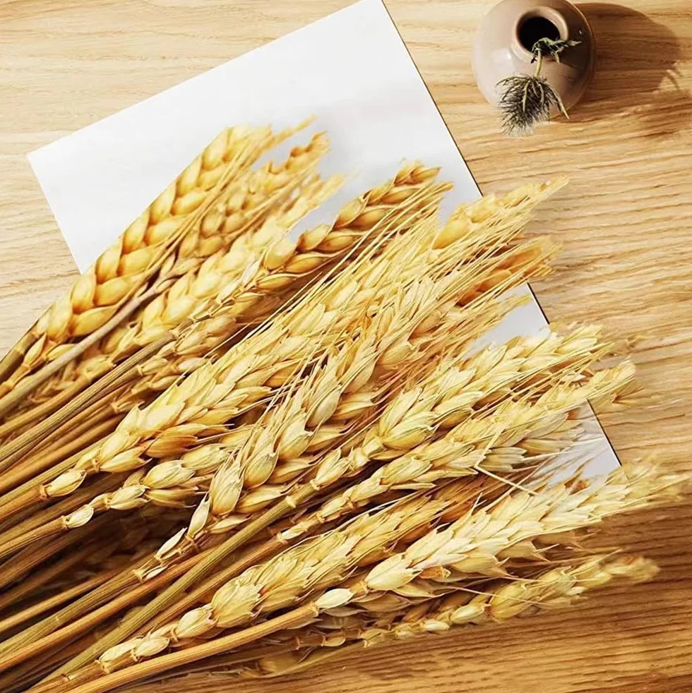 100 Steli Spighe di Grano Secche Spighe di Grano Decorative Fiori Secchi Naturali Spighe di Grano Decorative per Bomboniere 40 cm