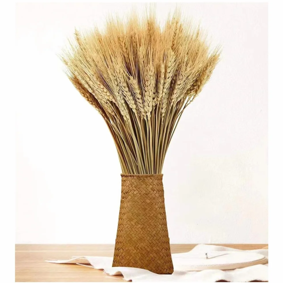 100 Steli Spighe di Grano Secche Spighe di Grano Decorative Fiori Secchi Naturali Spighe di Grano Decorative per Bomboniere 40 cm